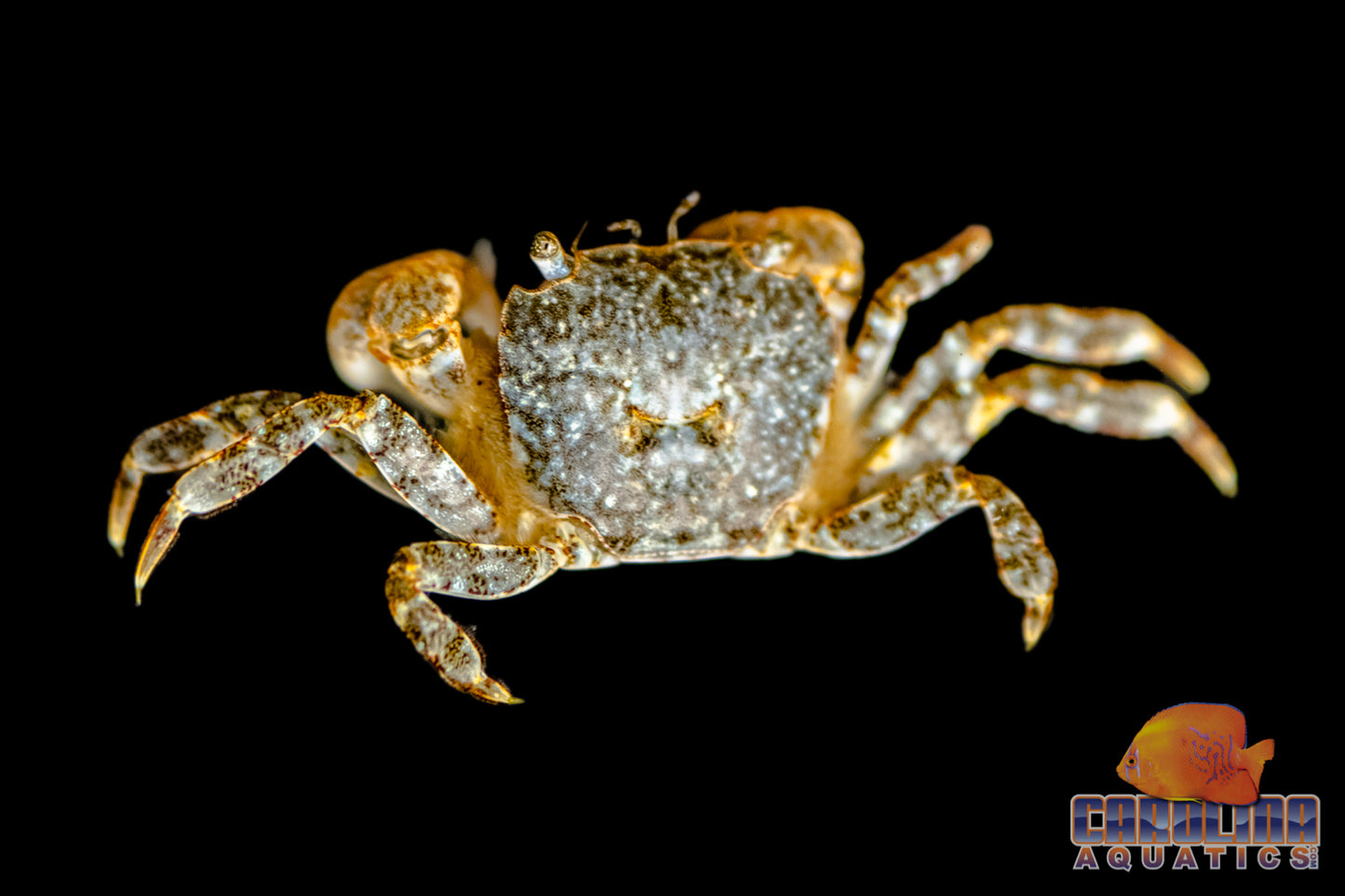 Invert - Crab Freshwater Pom Pom