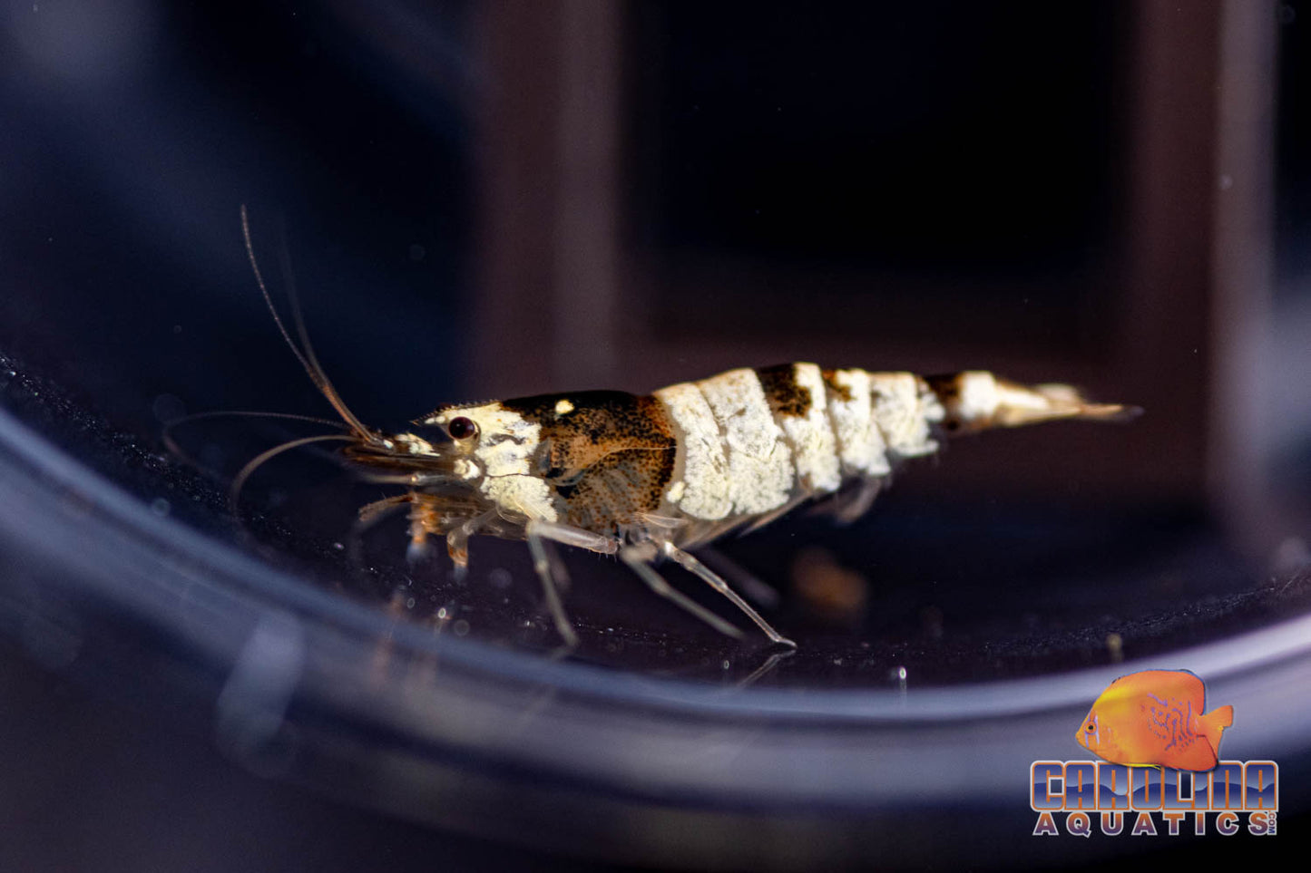 Invert - Shrimp Crystal Black