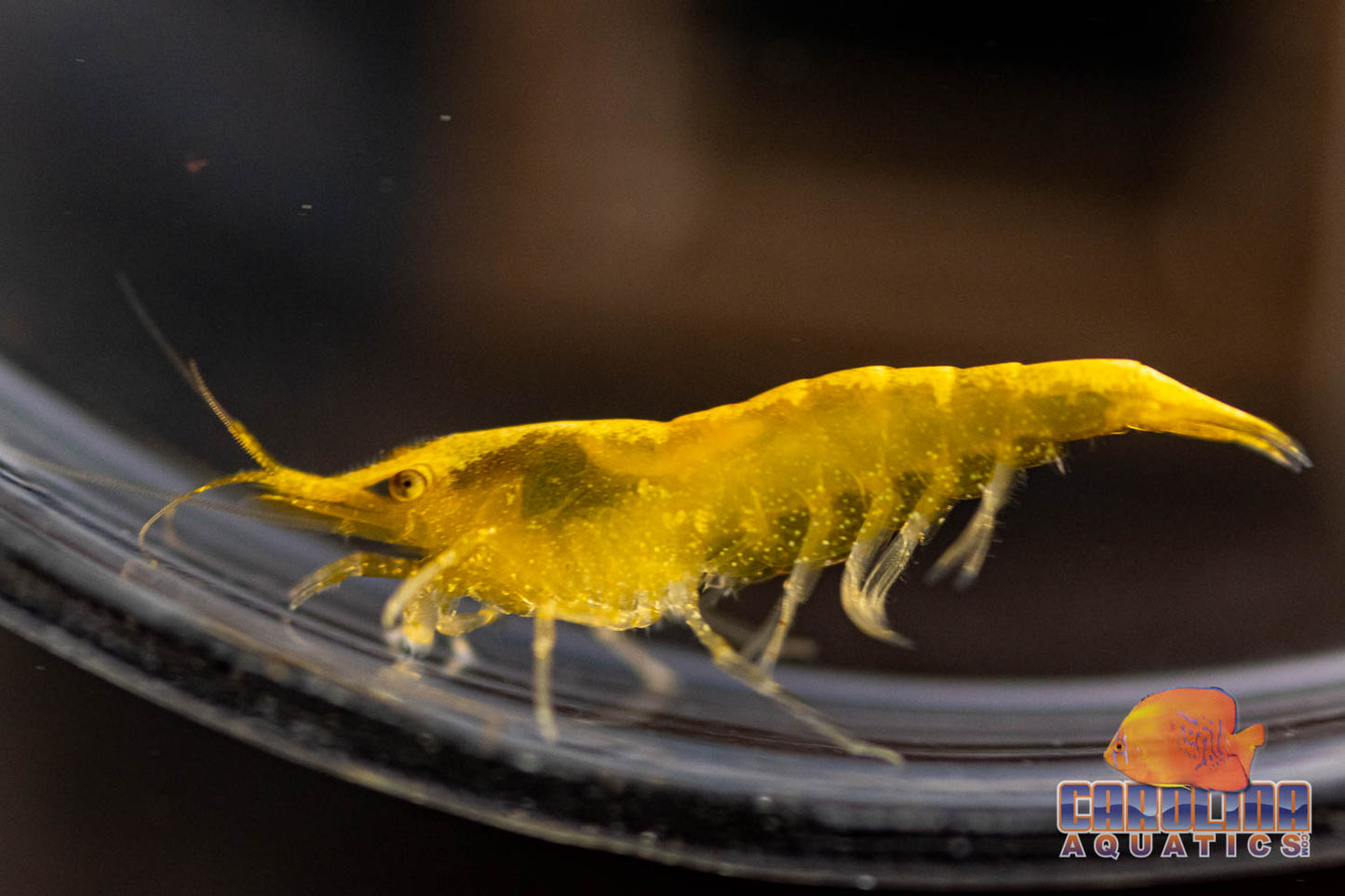 Invert - Shrimp Yellow Fire