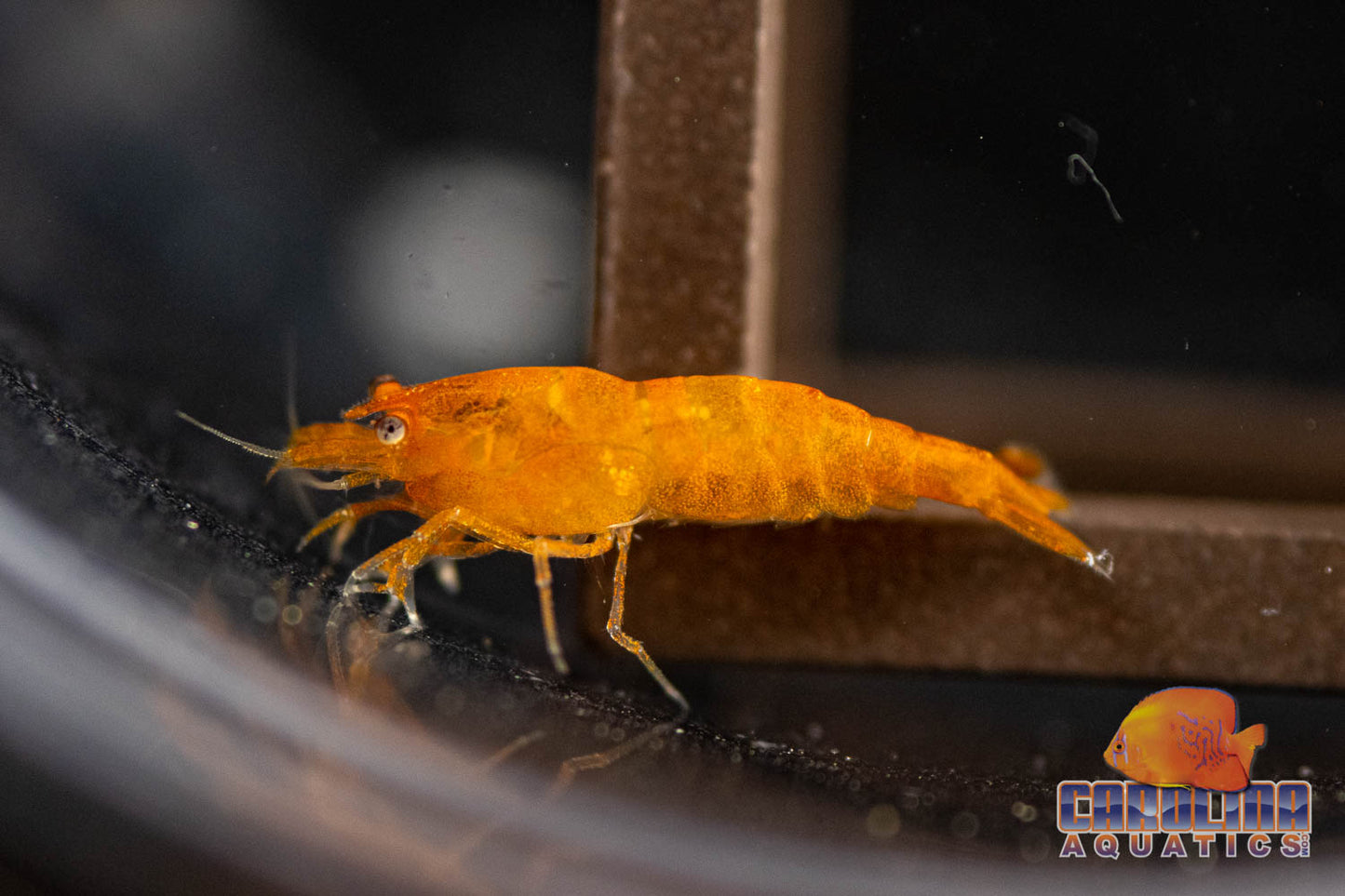 Invert - Shrimp Orange