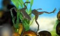 Invert - African Dwarf Frog