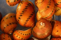 Invert - Snail Tiger and Zebra Nerite