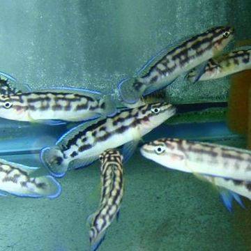 African - Juli. Transcriptus 2in.