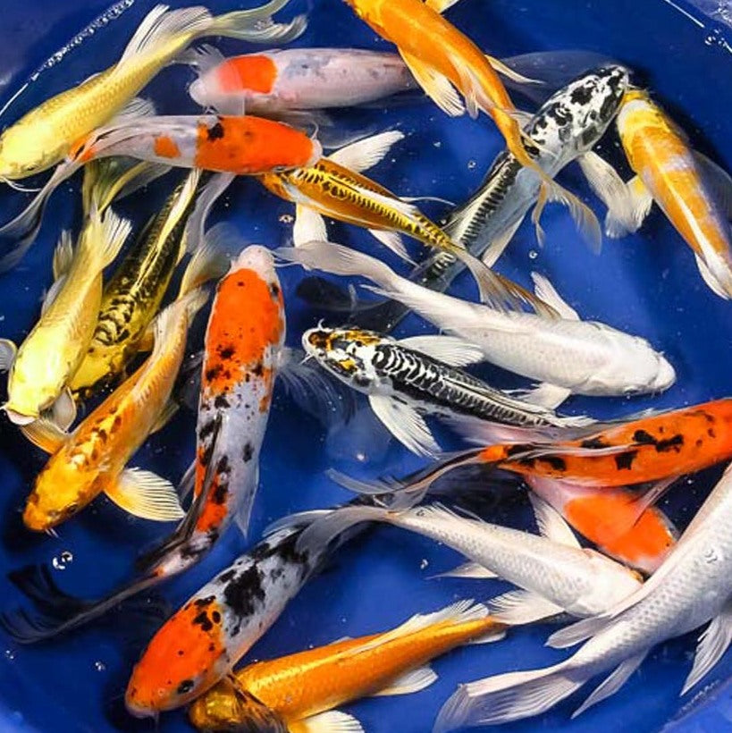 Koi - Butterfly Premium Grade