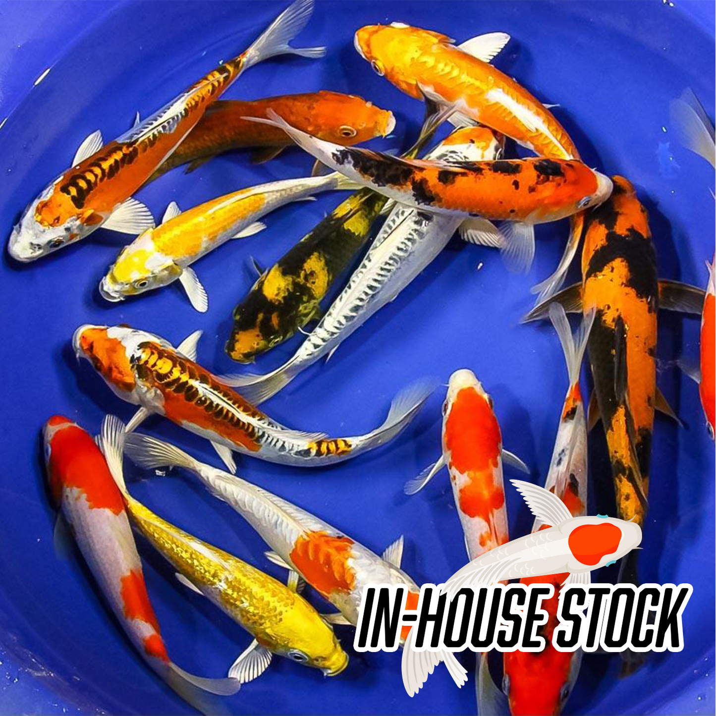Koi - Premium Grade