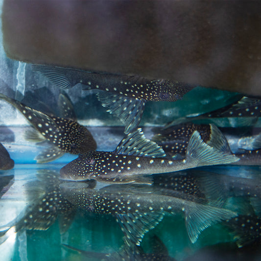 Pleco - Phantom Blue L-128 Sm