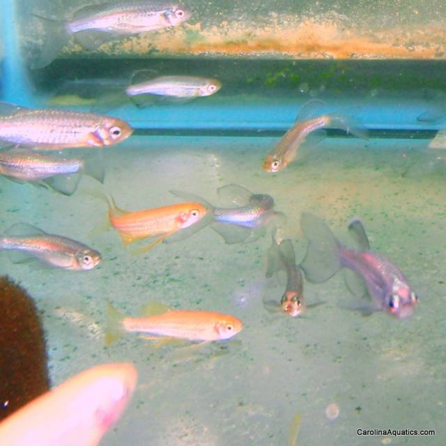 Danio - Longfin Asst.
