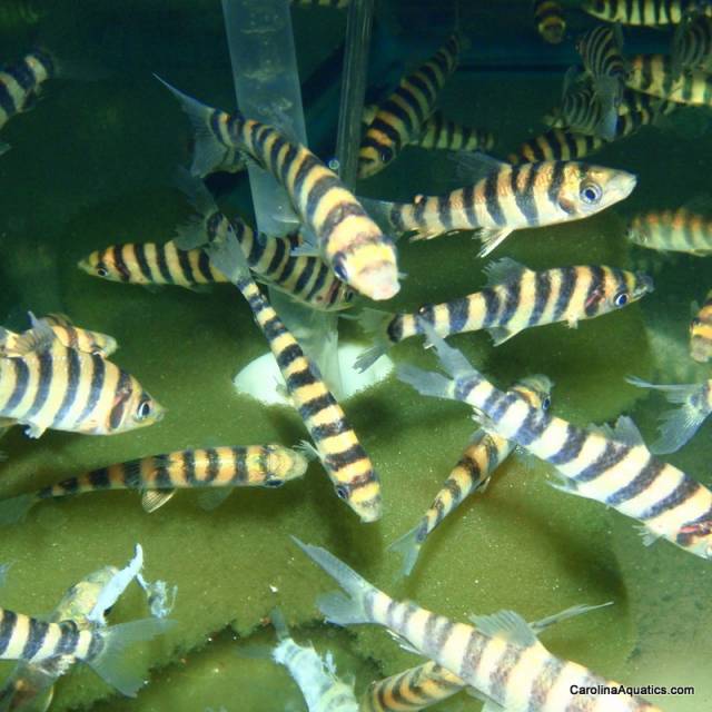Leporinus - Banded Sml