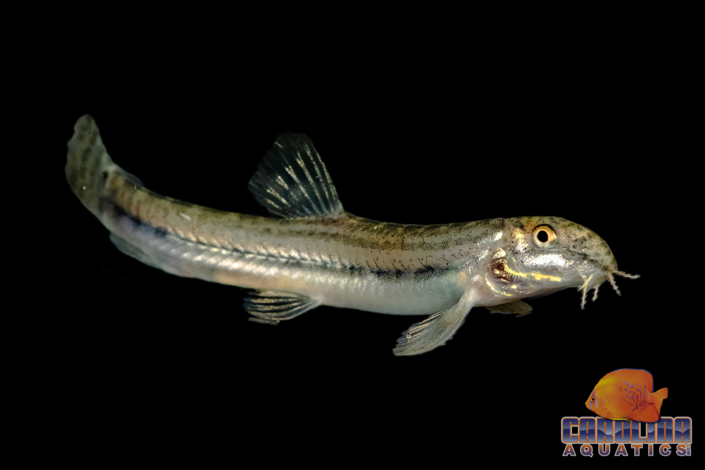 Loach - Siberian Tiger Sml