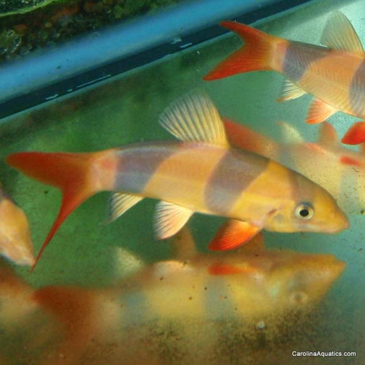 Loach - Clown 3.5-4in