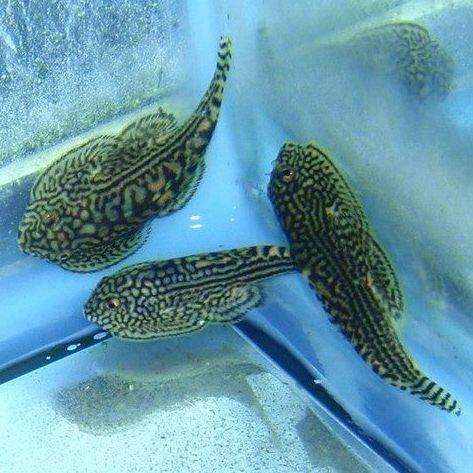 Loach - Reticulated Hillstream