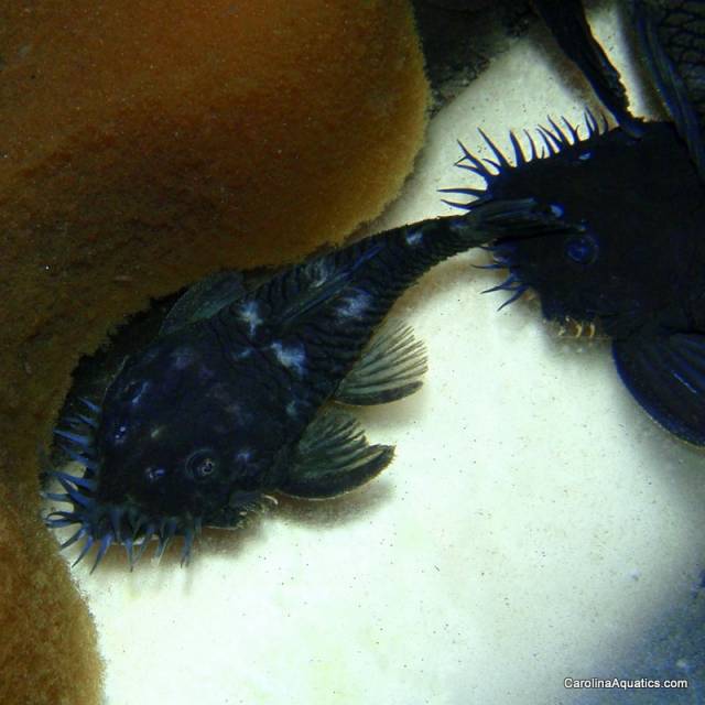 Pleco - Medusa L-034 2in