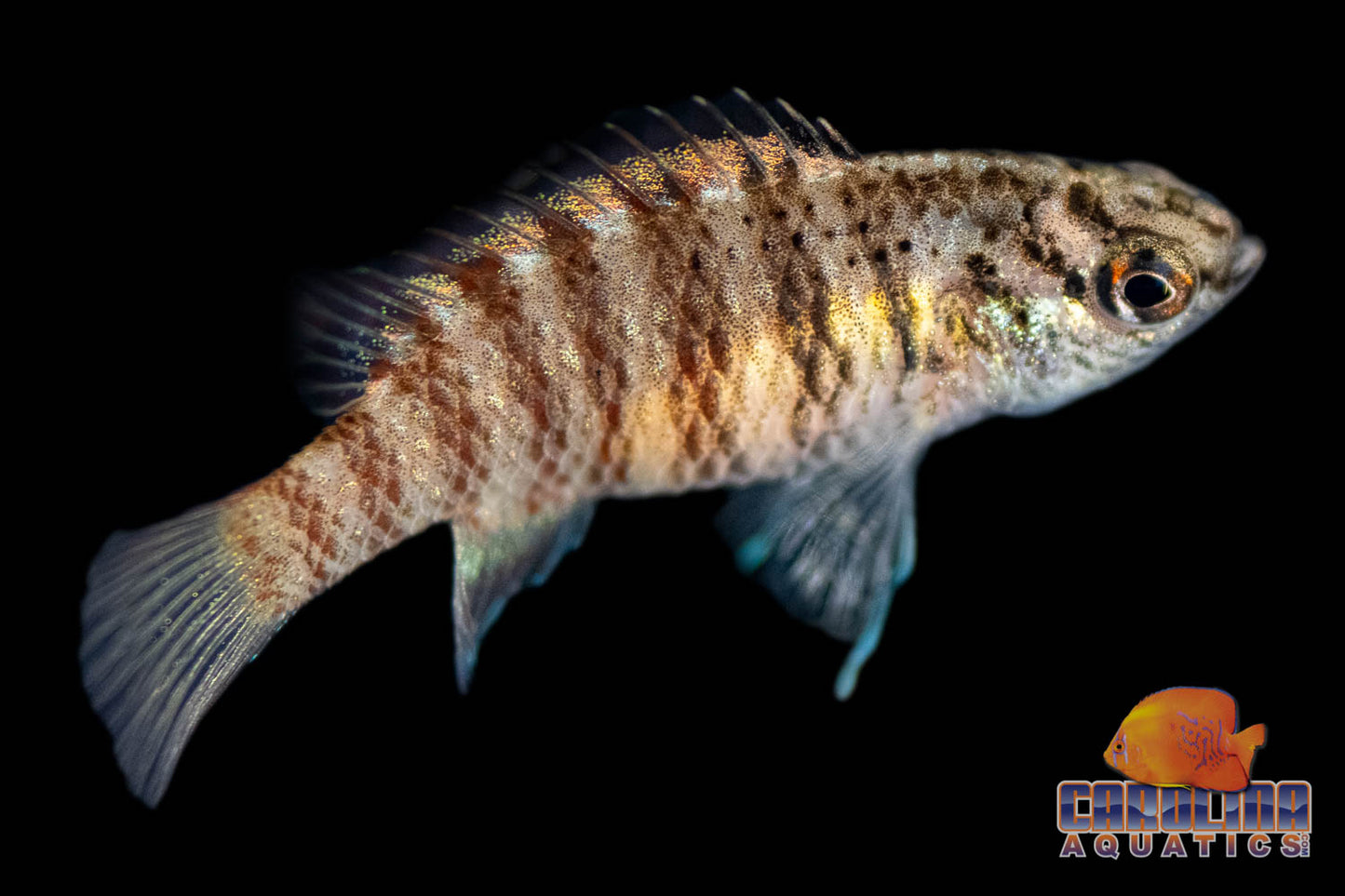 Misc - Badis Black Tiger