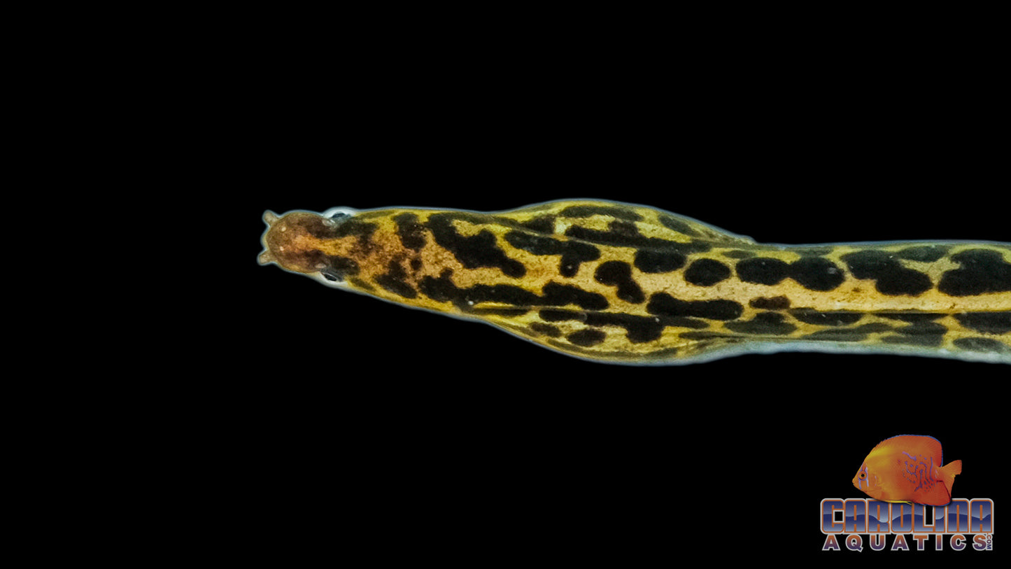 Misc - Eel Tiger Moray Med 10-12in