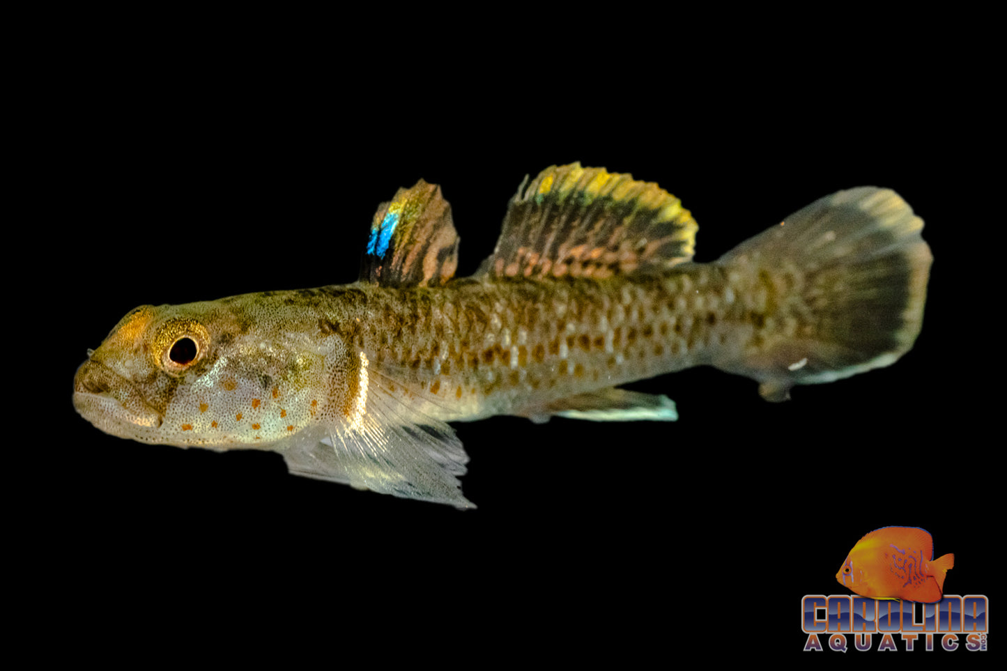 Misc - Goby Ruby Spotted Sml