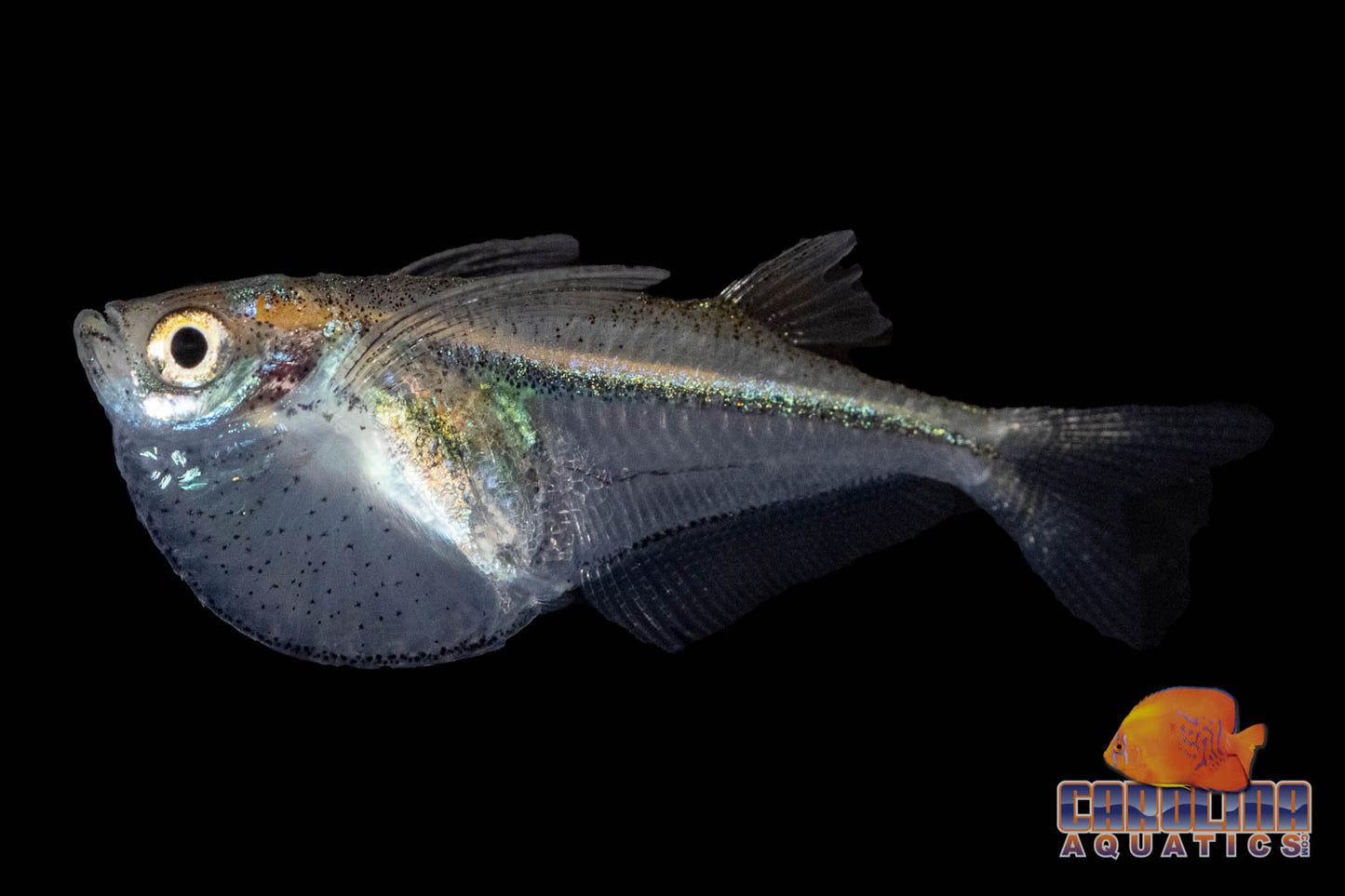 Misc - Hatchet Silver