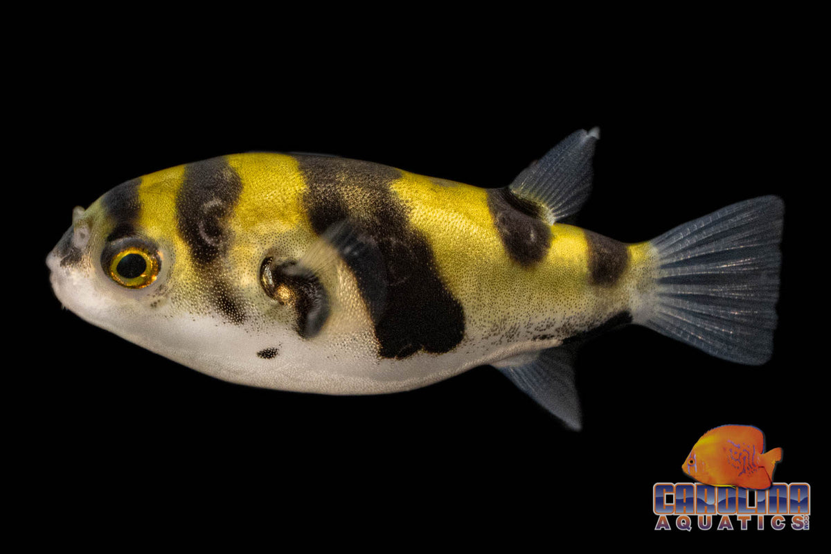 Misc - Puffer Amazon Lg