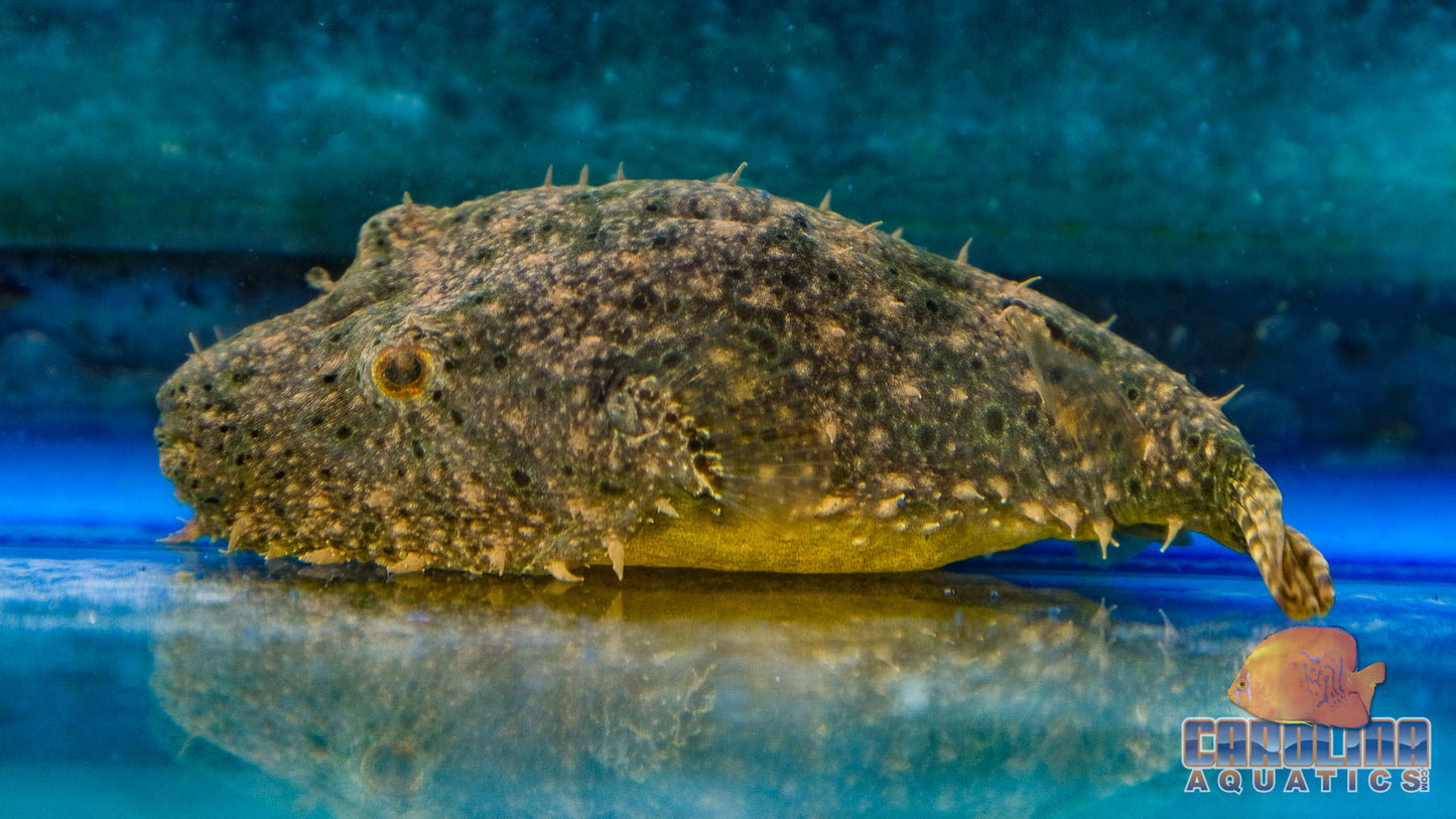 Misc - Puffer Hairy 3in