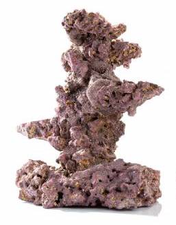 Liferock Coral Tree OG 1 Pack