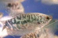 Gourami - Opaline