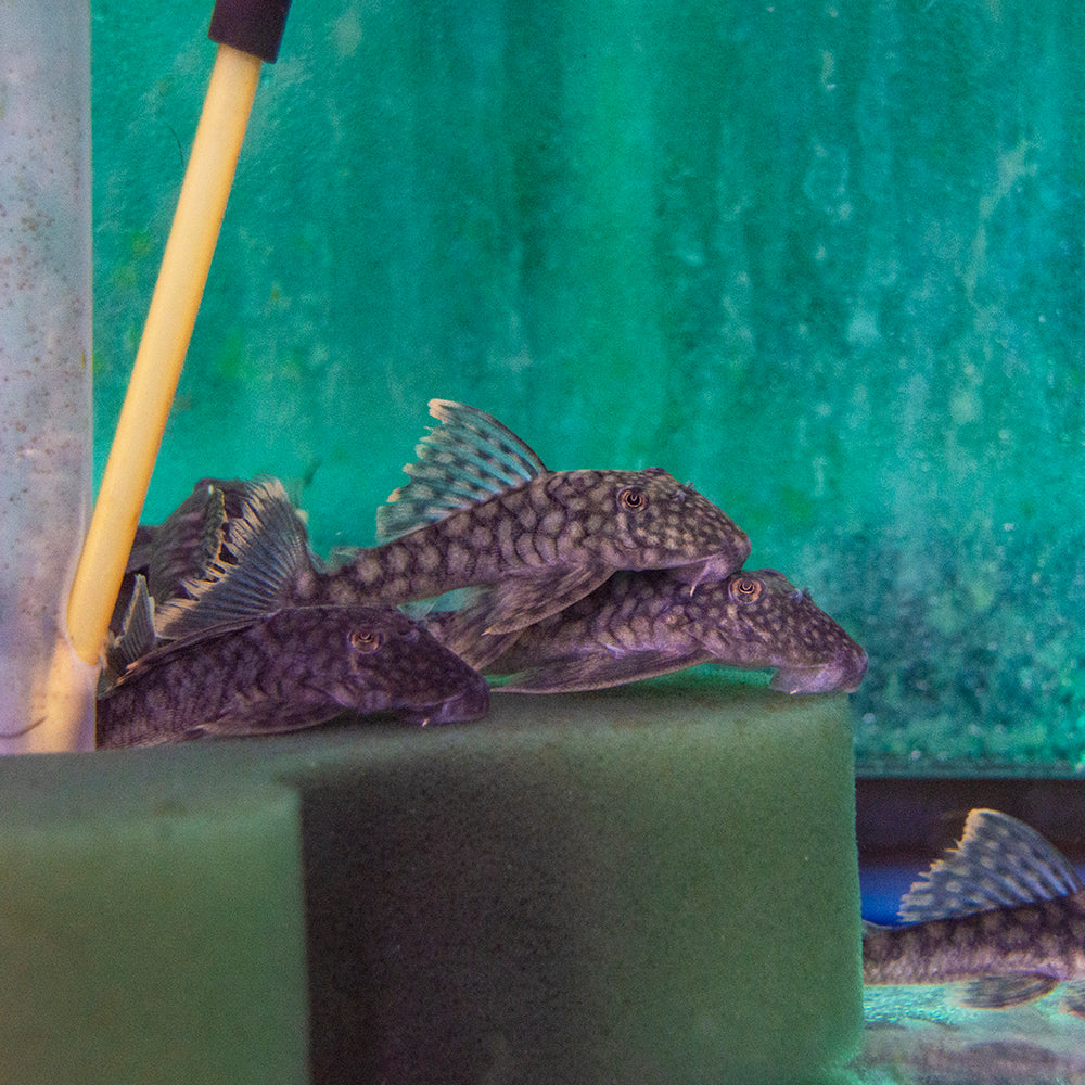 Pleco Orange Seam L-106 M/L