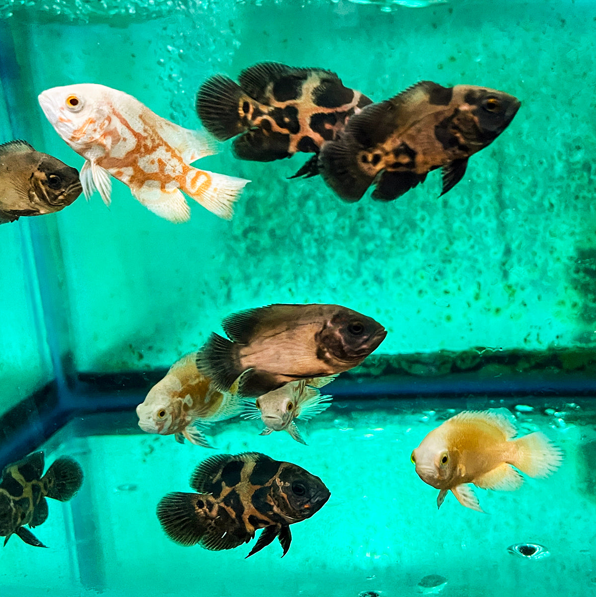 Oscar - Asst. 2.5-3in.