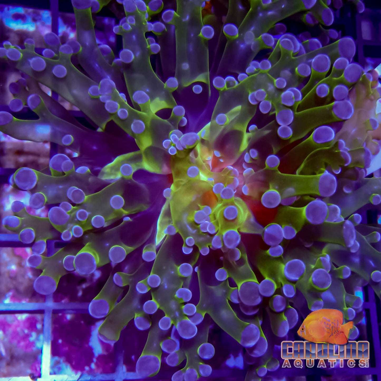 Frag - Frogspawn Neon Branch