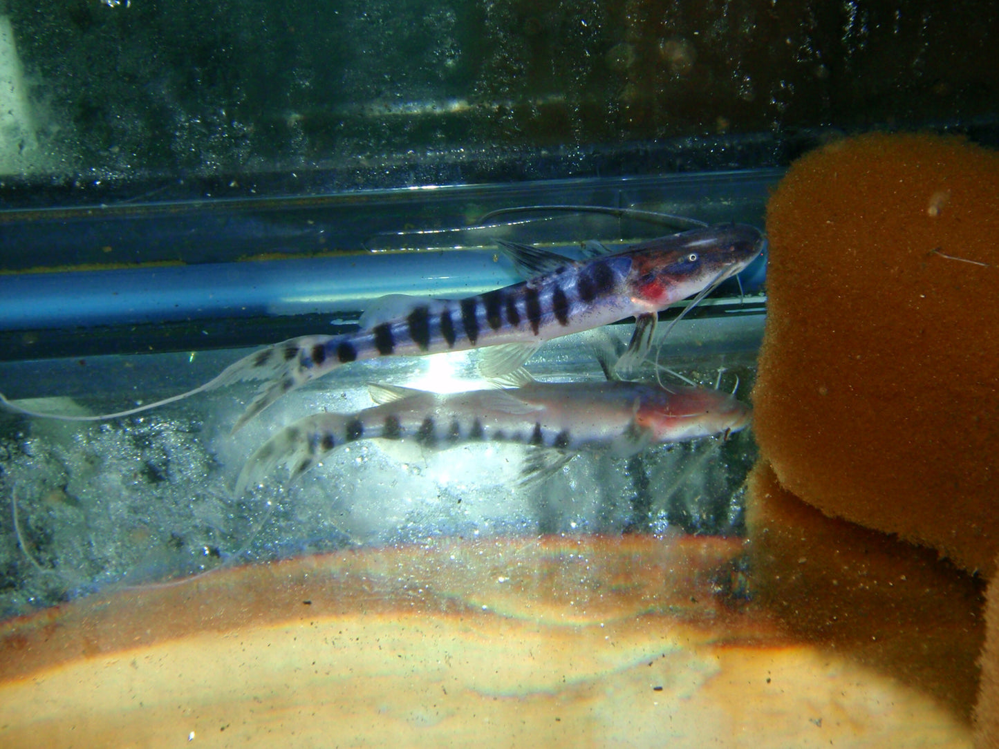 Catfish - True Tigrinus 5-6in