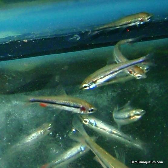Misc - Pencilfish Gold Beckford