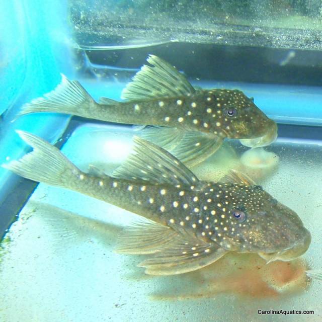 Pleco - Phantom Blue L-128 Med