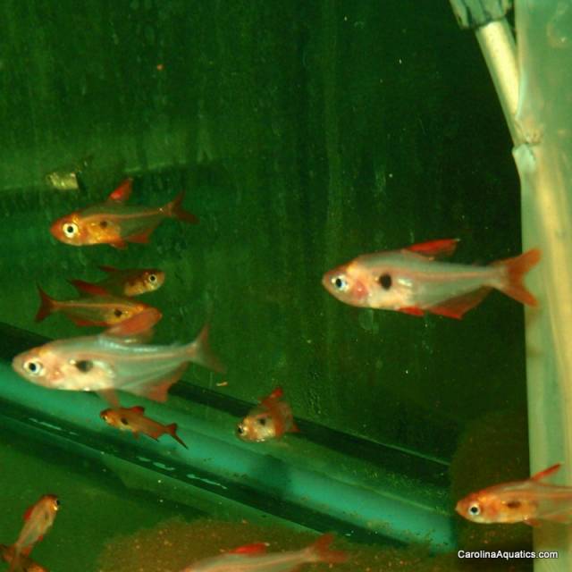 Tetra - Red Phantom Med