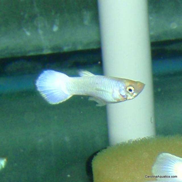 Guppy - Platinum