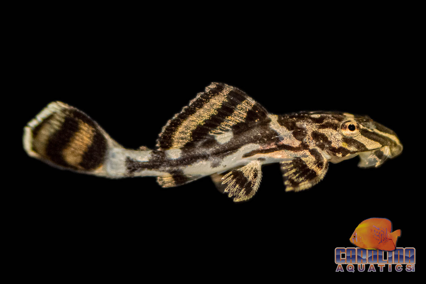 Pleco - New Ranger Sm