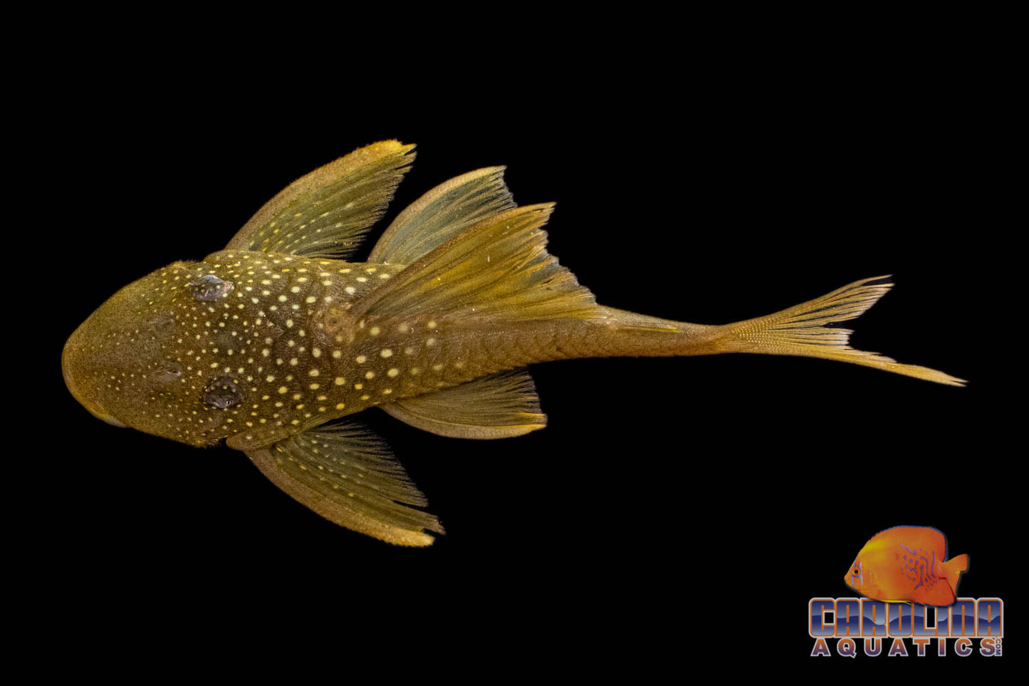 Pleco - Green Phantom Hifin Yellowfin Lg