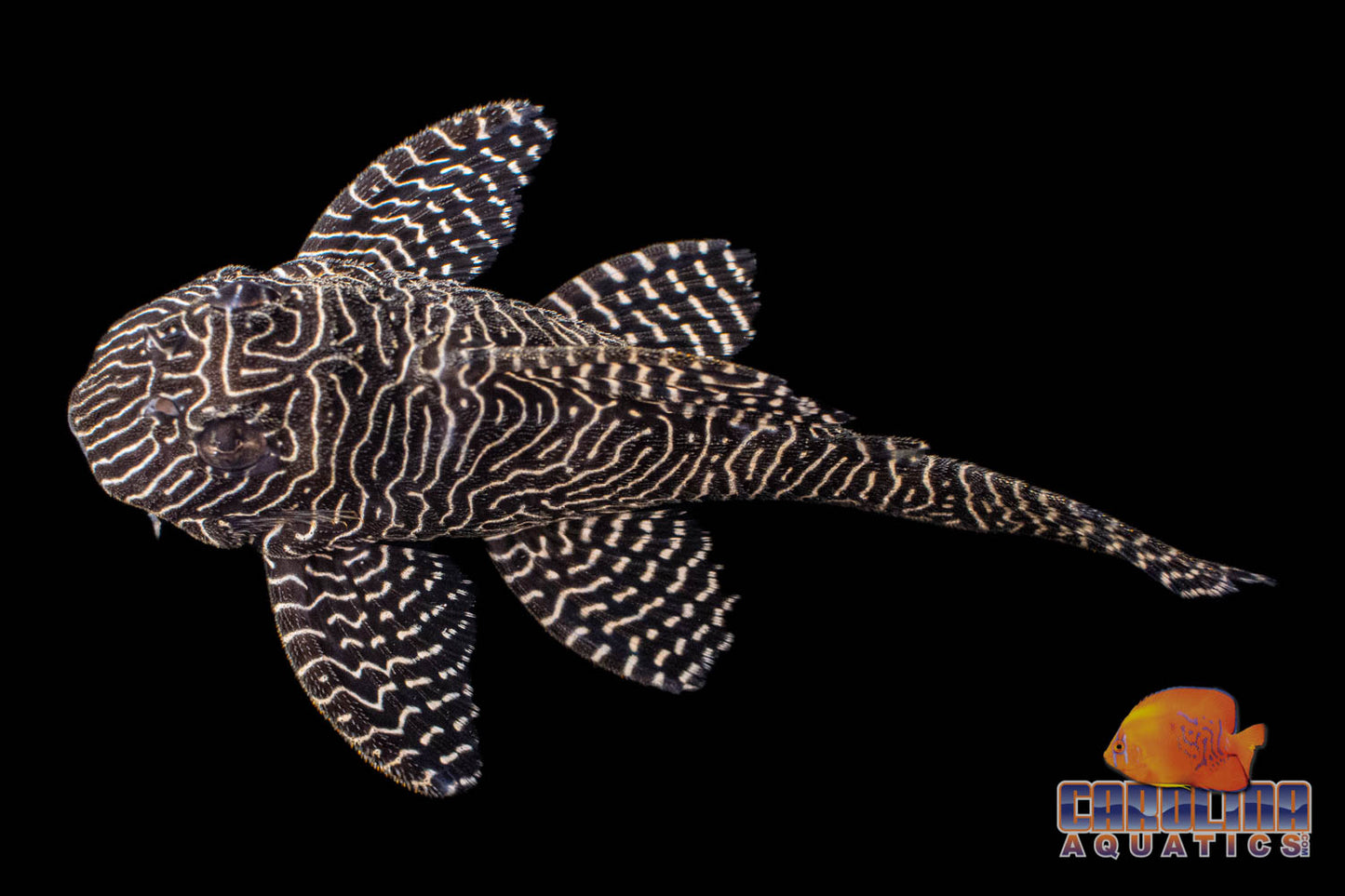 Pleco - Queen Arabesque L-260 2in.