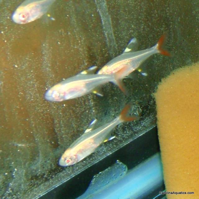 Tetra - Pristella Gold