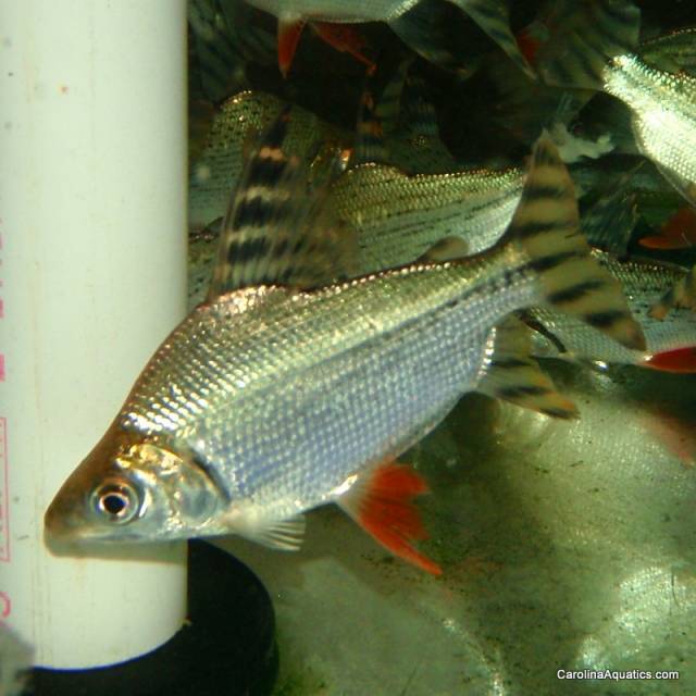 Misc - Prochilodus Redfin M/L