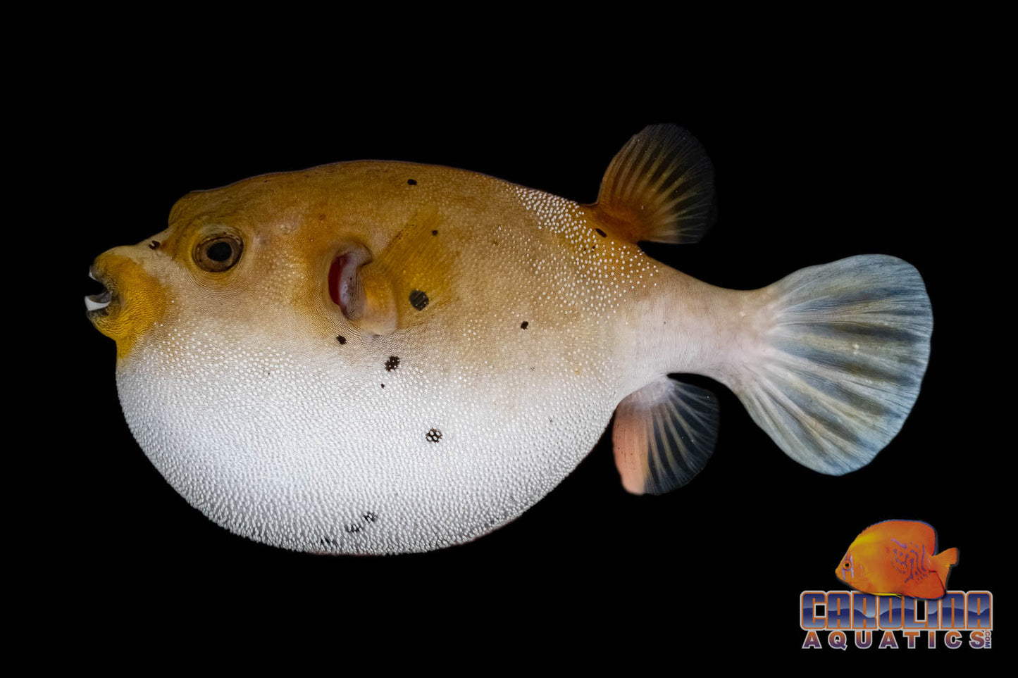 Puffer - Dogface Md/Lg