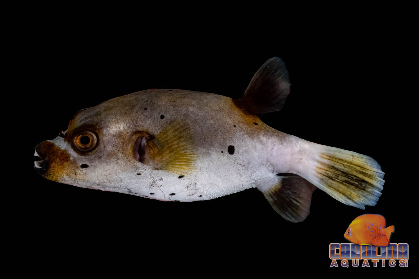 Puffer - Dogface Md/Lg
