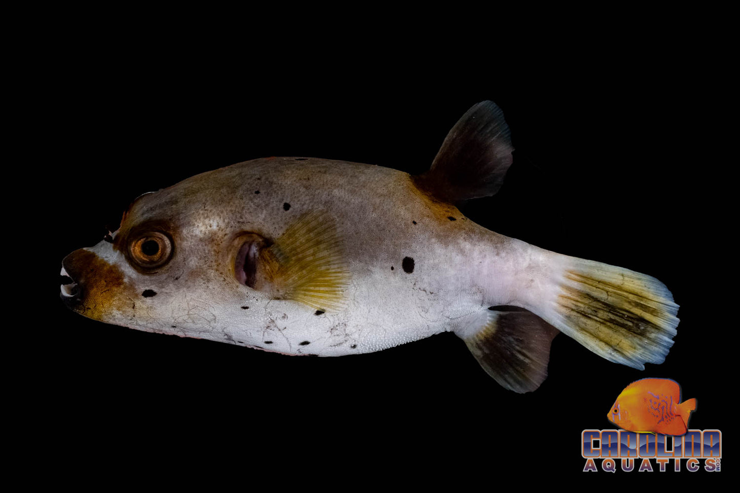 Puffer - Dogface Med