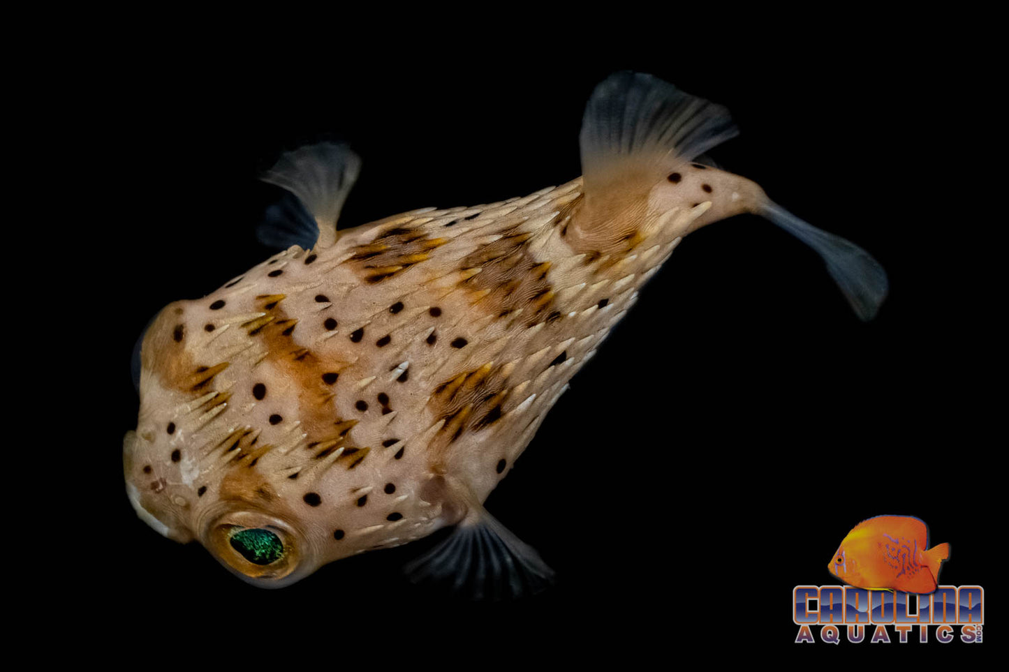 Puffer - Porcupine Med