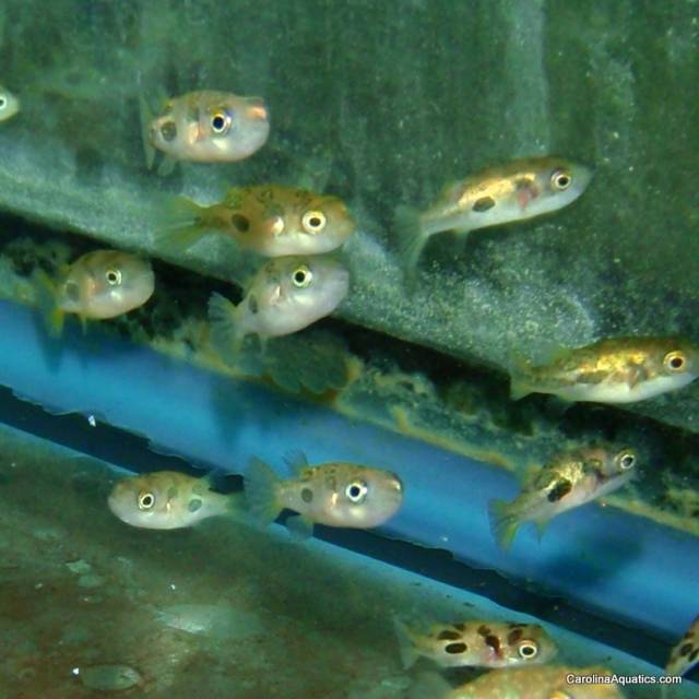 Misc - Puffer Pea