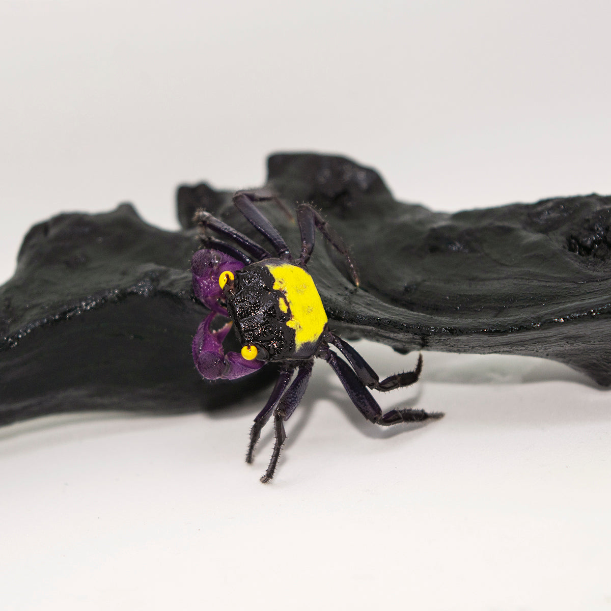 Invert - Crab Purple Vampire