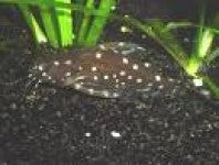 Catfish - Raphael Spotted