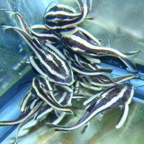 Catfish - Raphael Striped Sml
