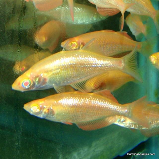 Rainbow - Orange Albino Millennium