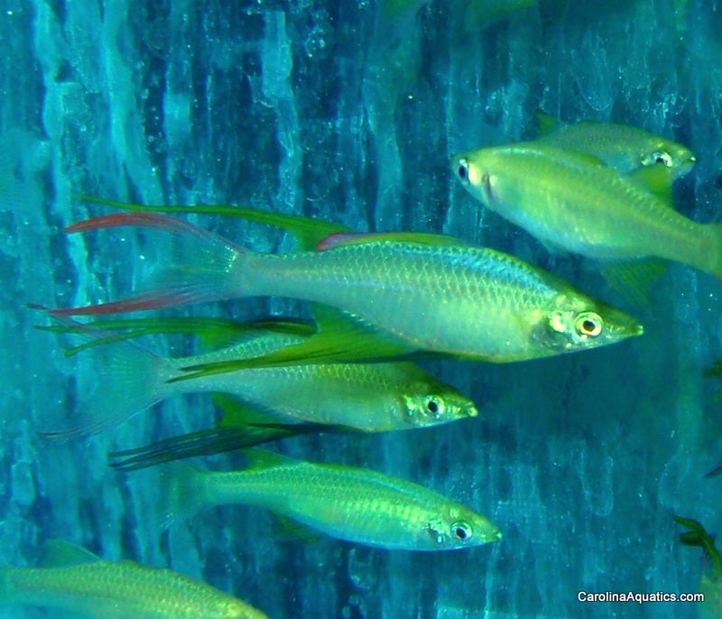 Rainbow - Threadfin