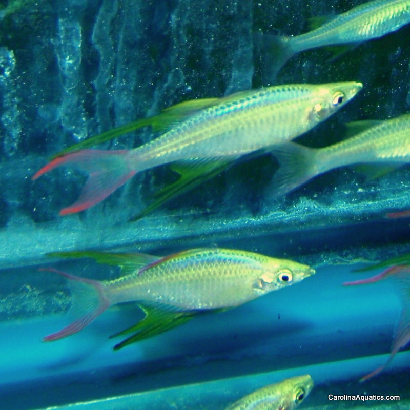Rainbow - Threadfin