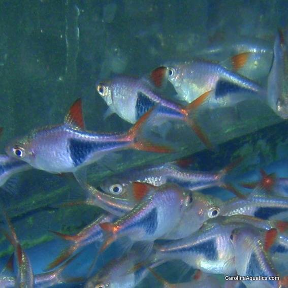 Tetra - Rasbora Harlequin Lg