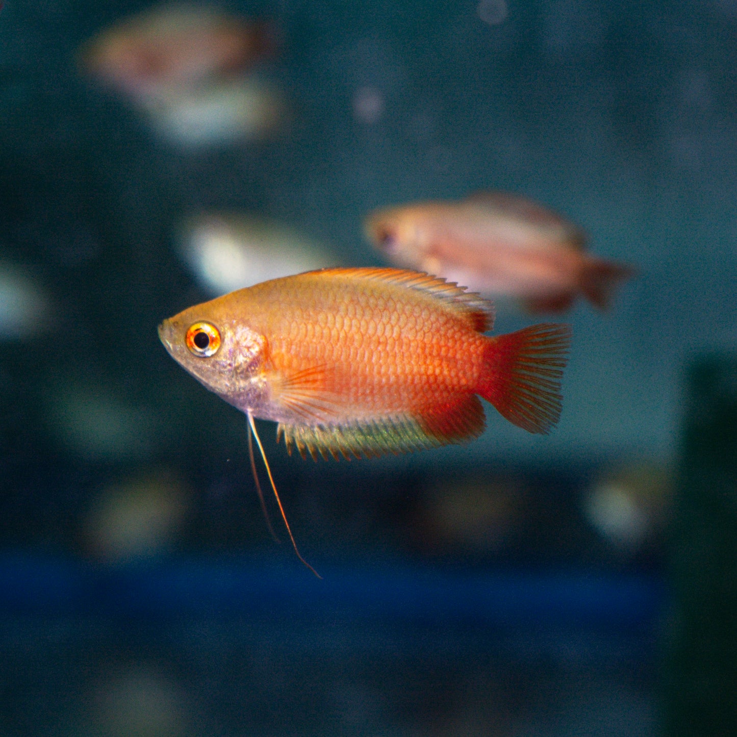 Gourami - Honey Red Fire Med